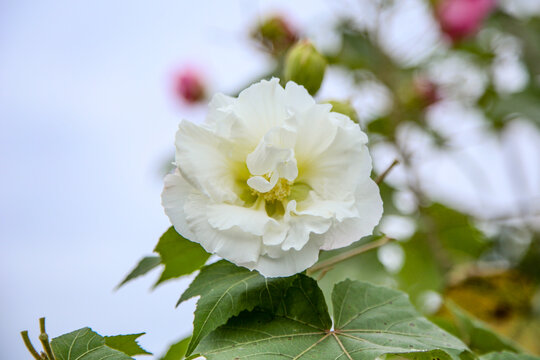 白芙蓉花