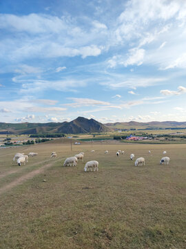 草原牧场羊群吃草
