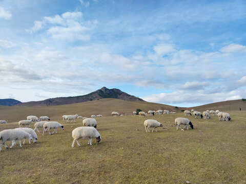 绵羊羊群山坡吃草