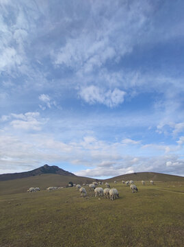 放牧羊群草原山坡吃草