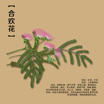 原创手绘合欢花绒花树马缨花