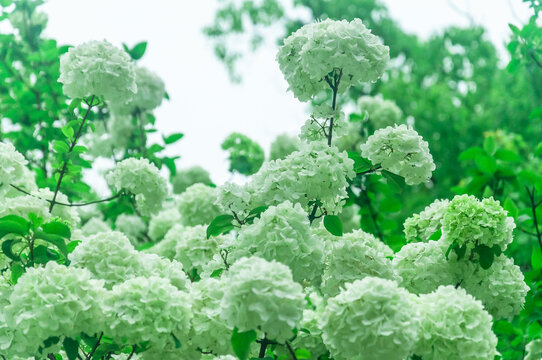 盛开的绣球花花团锦簇