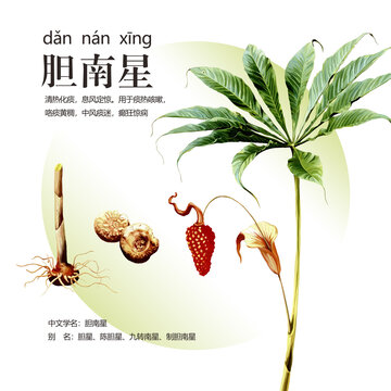 膽南星