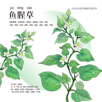 魚腥草