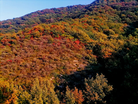 嵩山红叶