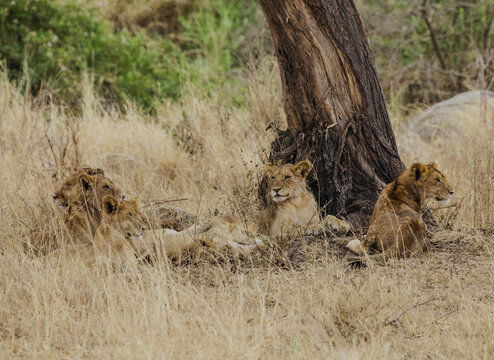草丛中的狮群