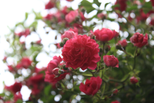 仰拍蔷薇花朵