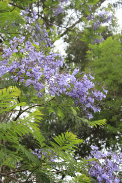 蓝花楹花枝