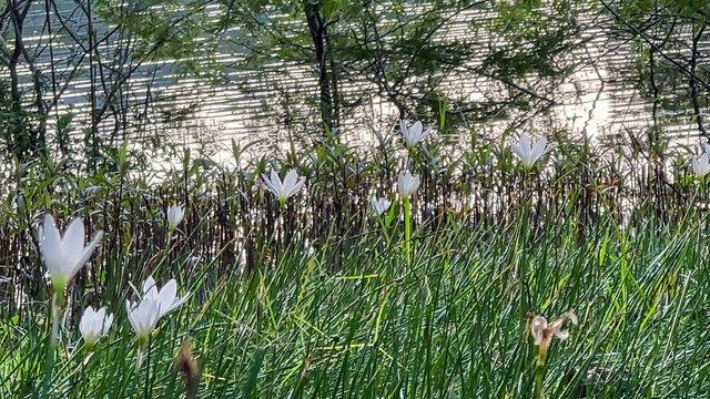 花与草