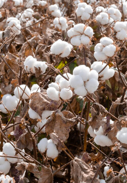 新疆白色棉花