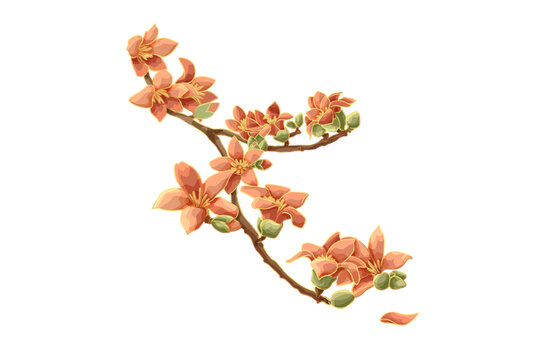 木棉花免摳素材
