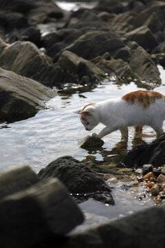 海边一只可爱的小猫正在玩水