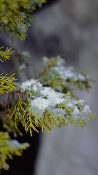 松枝上的雪