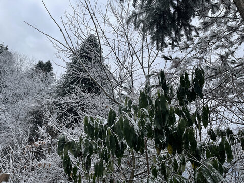 森林里雪景