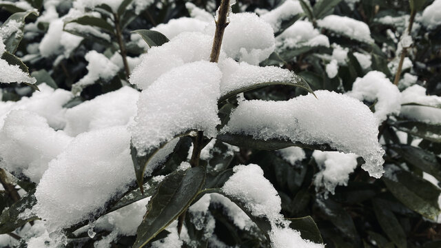 树枝上的雪