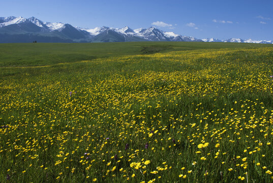 山花