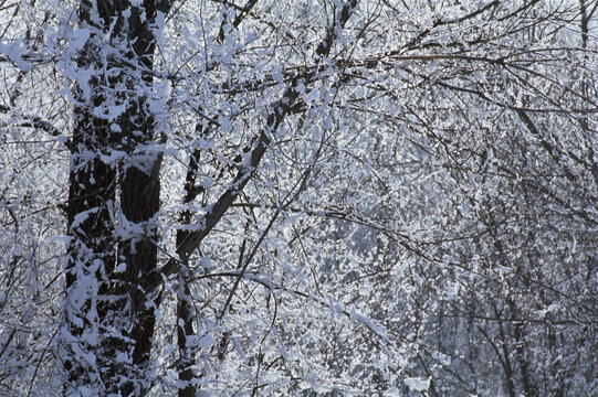 大雪