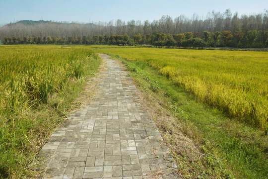 田间小路