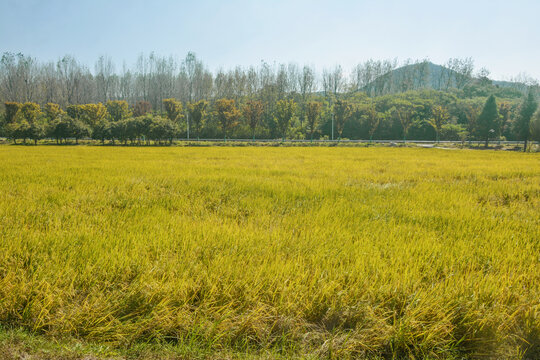 稻田