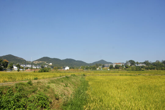 村庄稻田美景