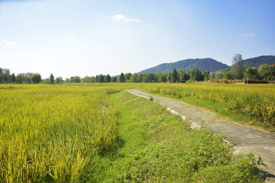 蓝天稻田小路