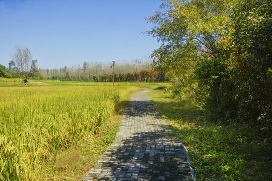 田间小路