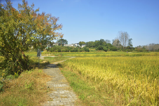 乡村稻田小路