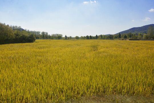 秋天田野