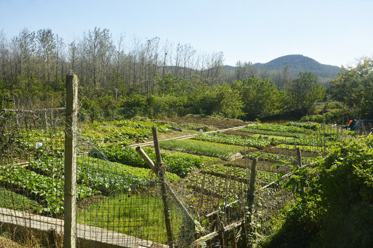 农村菜园