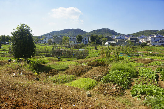 乡村与菜地