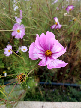 花正开