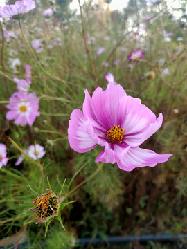 格桑花