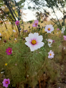 格桑花开