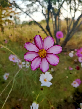 平铺格桑花