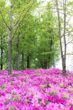 春天杜鹃花