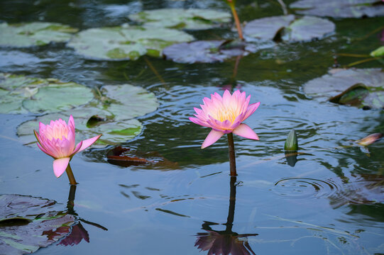 西湖莲花