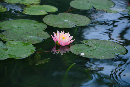 西湖莲花