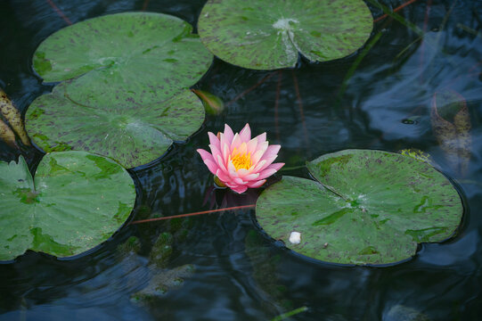 西湖莲花