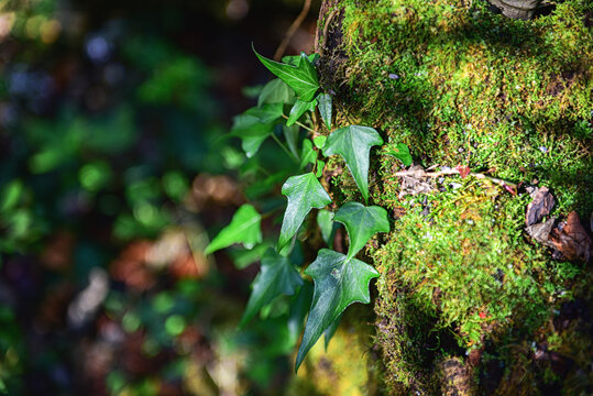 爬山虎苔藓特写