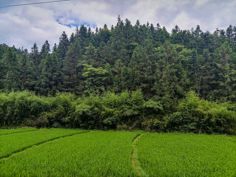 田野风光