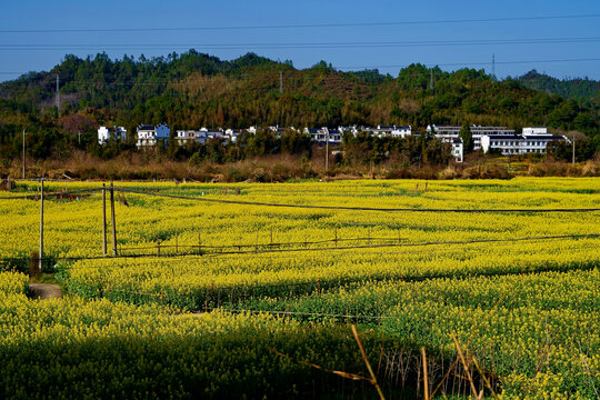 婺源乡村油菜花