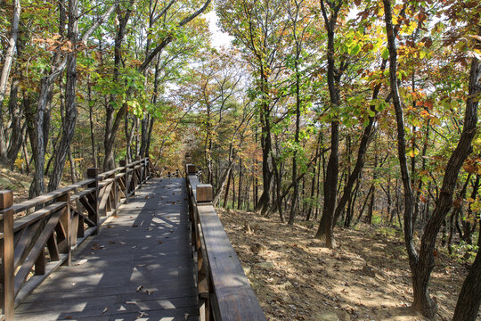 蒙山森林栈道