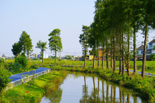 乡村河道绿化