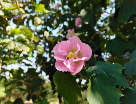 芙蓉花