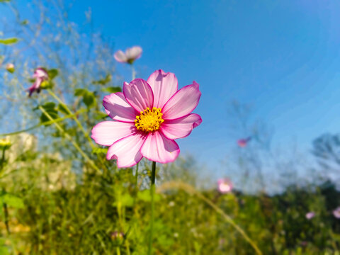 大波斯菊