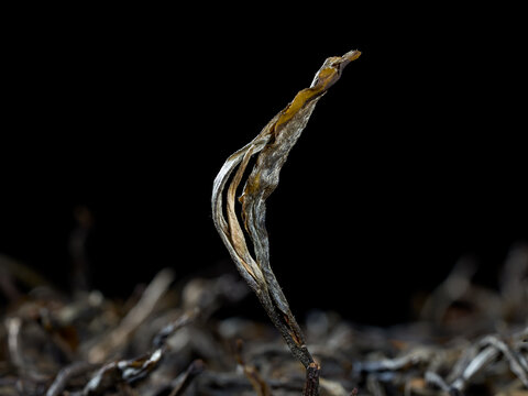 古树普洱茶生茶散茶条索