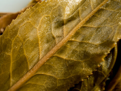 泡开的普洱茶古树茶生茶叶底