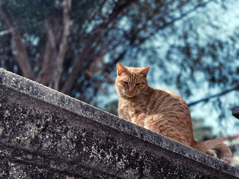 厦门的猫