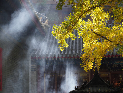 大悲寺金秋银杏