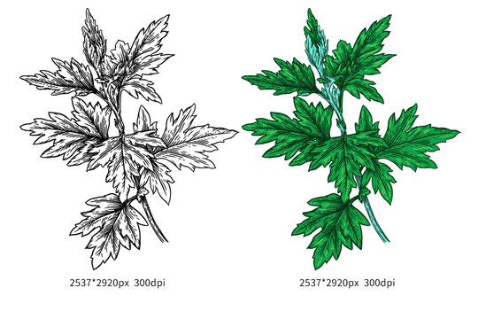 手绘艾草